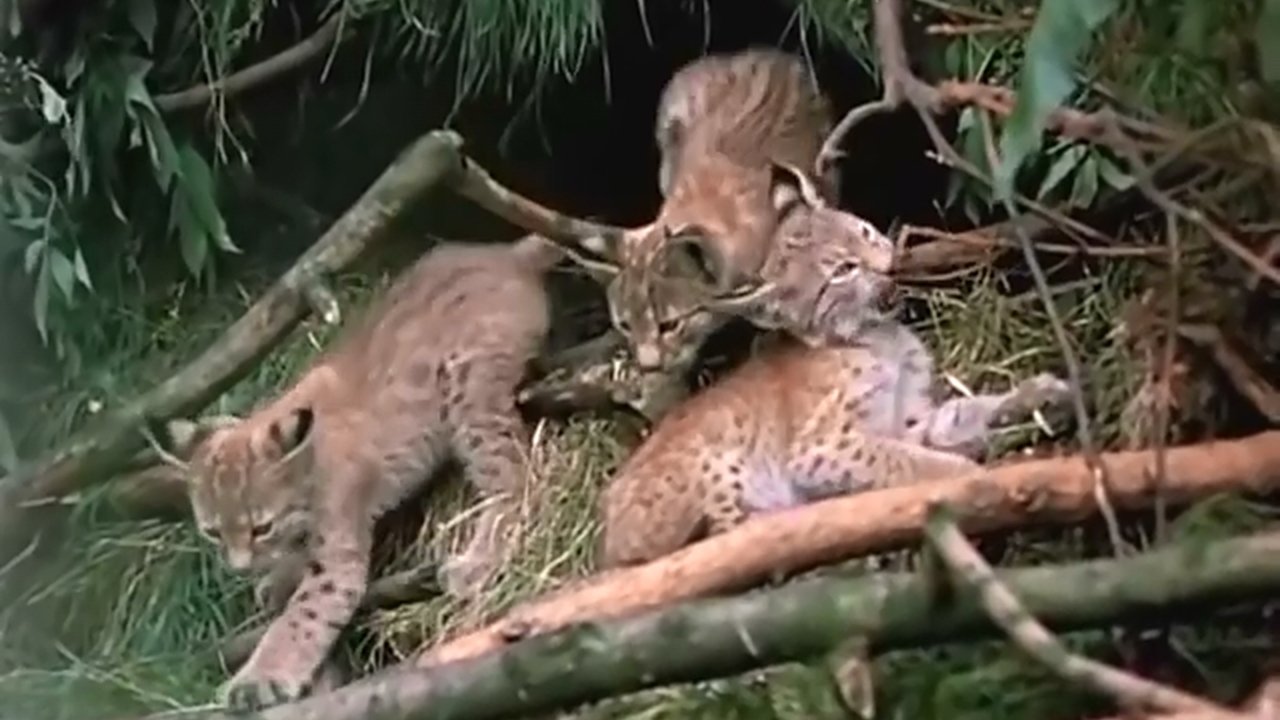 The Lynx Follows the Path